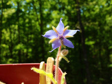 Load image into Gallery viewer, Cocktail Garden Grow Kit